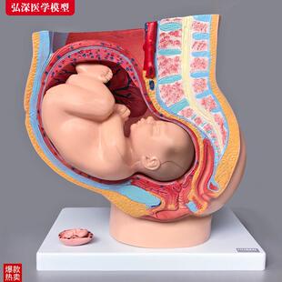 女性生殖系统模型人体矢状解剖盆腔腹部结构怀孕妇U产科示教学胎
