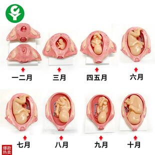 胎儿妊娠发育过程模型 妊娠胚Z胎发育模型计划生育 怀孕胎儿模型