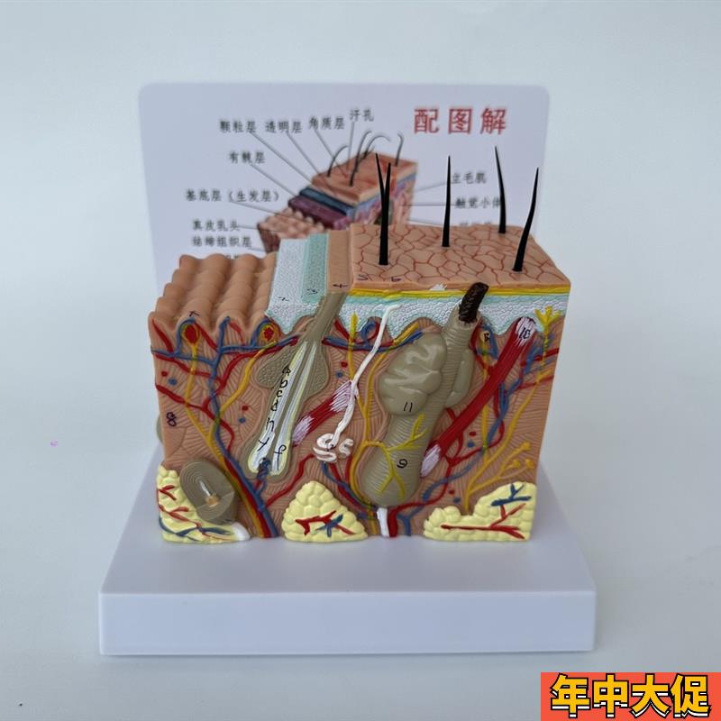 35倍人体皮肤组织结构放u大解剖模型医学美容整形立体皮肤放大模