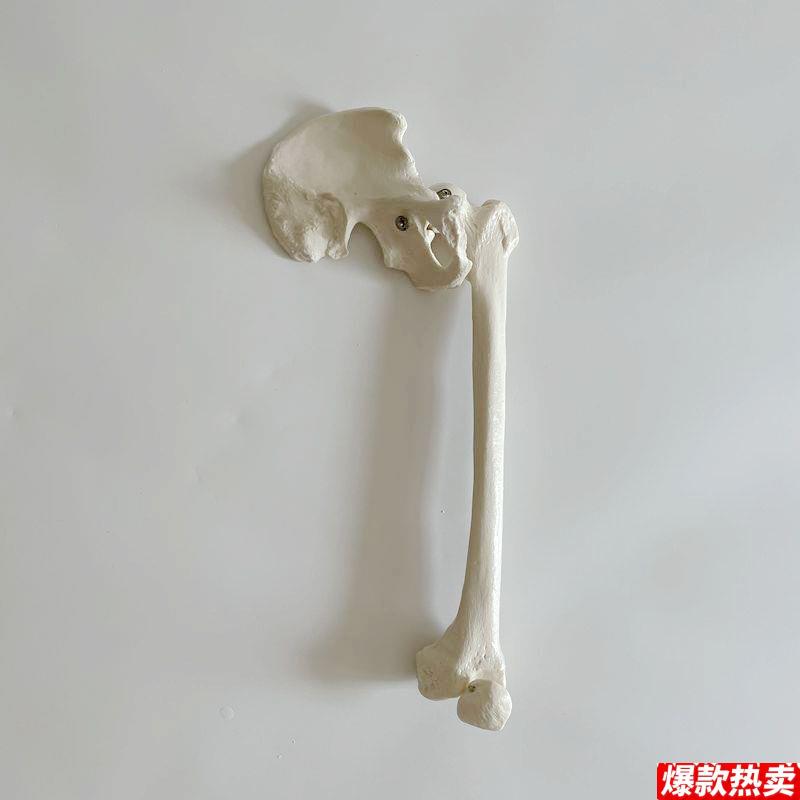 康泰模型髋关节股骨大腿人体1g比1仿真医用塑胶假骨头骨科示教促