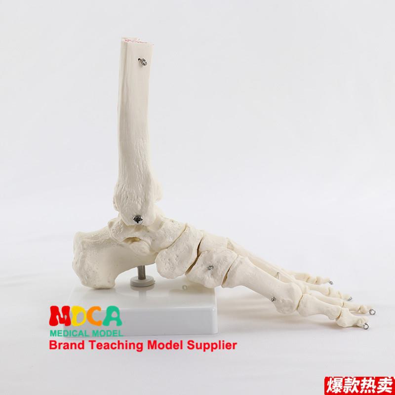 脚关节踝E关节模型足骨模型人体脚骨骨骼脚关节教学模型医学用具
