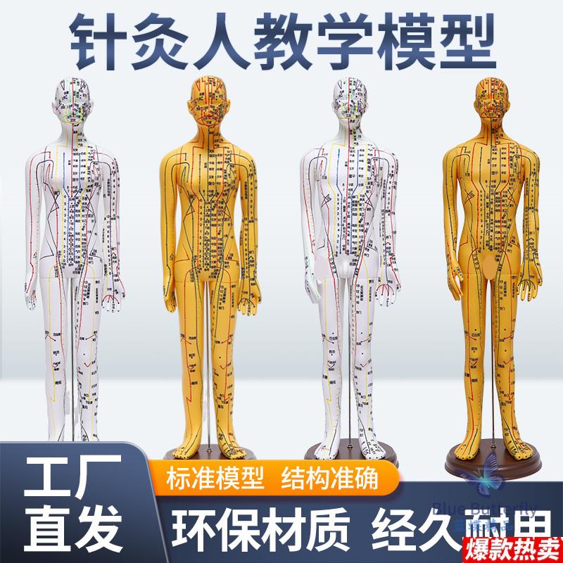 针灸人体模型S医用扎针练习小皮人十二经络穴位图模特软胶扎针练