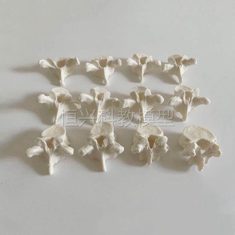 12节胸椎模型人体脊柱散装仿真塑胶骨头正骨针灸按摩康复.成人1比