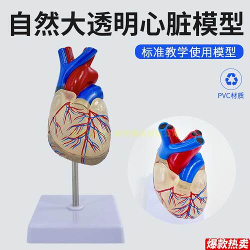 透明成人1:1人体心脏模型B超彩超声医学心内科U心脏解剖教学模型