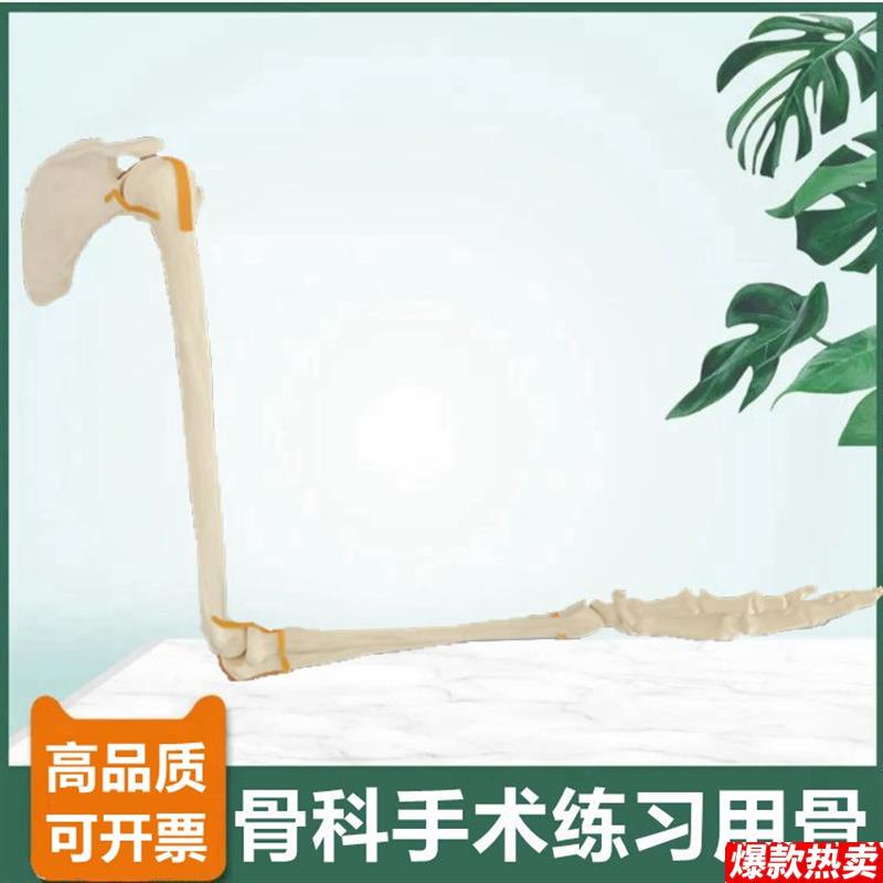 上肢骨模型肩关.节肘关节手腕仿真骨临床手术实训切割骨质打孔假