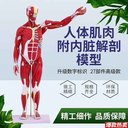 黄和80CM可拆解肌肉解剖模型附b内脏教学模型LDXV2人体模型