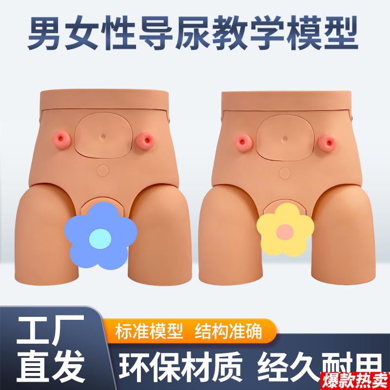男女性导o尿模型插尿管模型医学导尿技能操作护理模特灌肠模型