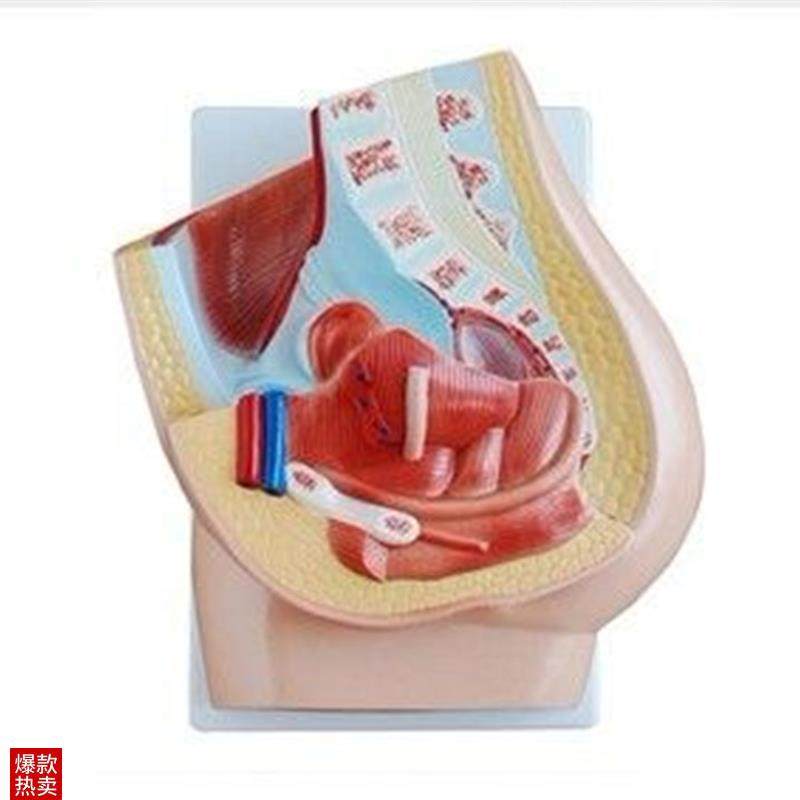女性矢状解剖模型(1件u)人体生殖器教学练习训练示教标本,文具电教/文化用品/商务用品,模拟人,淘宝优惠券,粉丝福利购,淘宝优惠卷