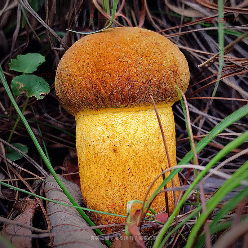 黄牛肝菌新鲜野生牛肝菌黄赖头香菌云南野生菌野生蘑菇香喷头香根