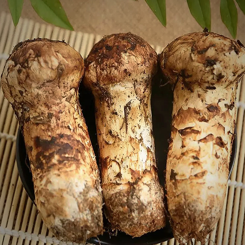 云南野生松茸香格里拉楚雄松茸