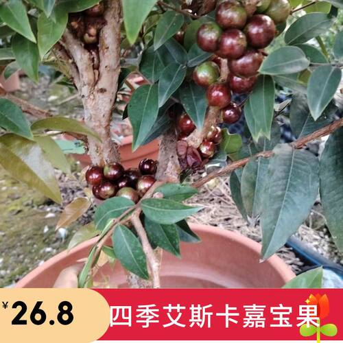 台湾艾斯卡嘉宝果树葡萄沙巴红妃南北方种植地盆栽常绿广西顺丰发