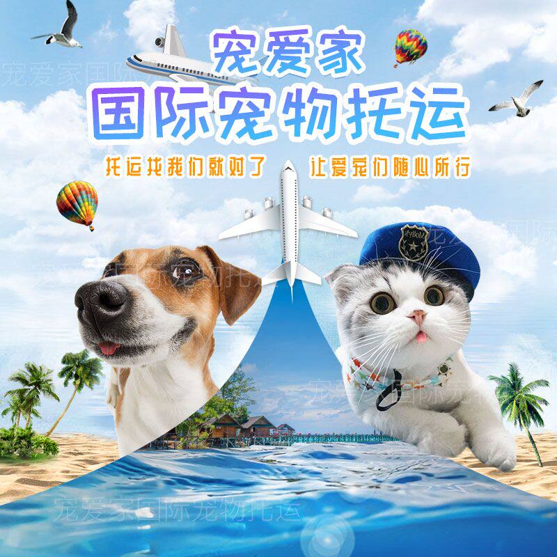 宠物托运服务国际宠物回国免隔离出国手续血检狗随机单独手续办理