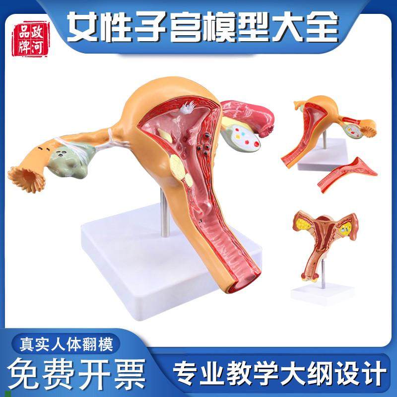 政河女性子宫模型内生殖器官结构解剖人体教学P病理卵巢医院学校