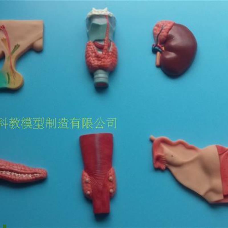 正品人体内分泌系统模型内分泌腺医P学人体解剖学模型