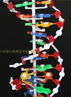 3330c6DNA结构模型大号双螺旋结构高中生物教学仪器