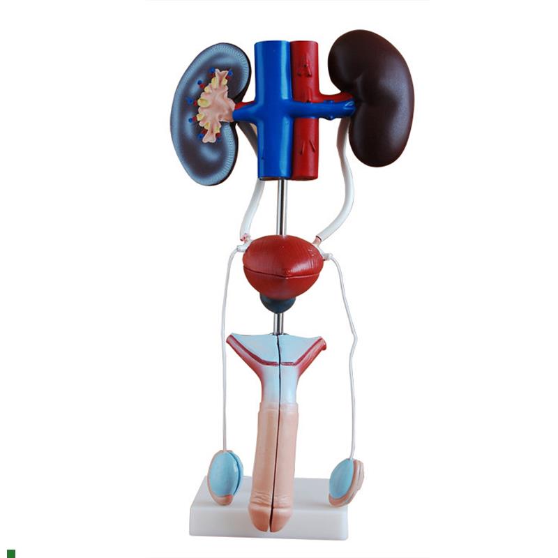 男性女性泌尿生殖系统模型肾脏解剖模型膀胱结T构造教学医学教具