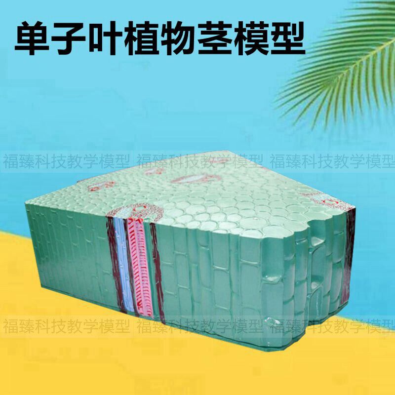 单子叶植物茎模型细胞叶子结构双子叶导管L筛管中学高中生物课教