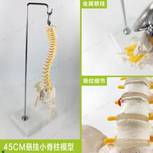 教学45CM迷你j人体小脊柱带骨盆股骨模型带神经骨架脊柱脊椎模型