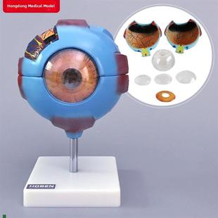 眼球模型a人眼结构6倍放大可拆卸式视力教学眼镜医学教学模具