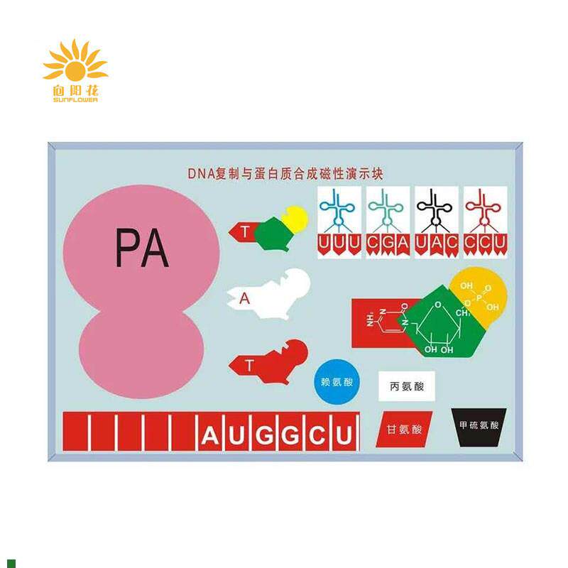 DNA复制与蛋白质合成磁性演示块J32H30磁板生物实验器材教学仪器