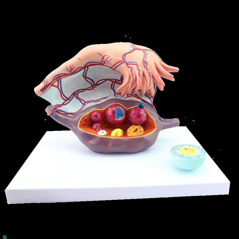ENOVO颐诺卵巢m子宫模型医学妇科教学卵巢结构模型女性生殖系统
