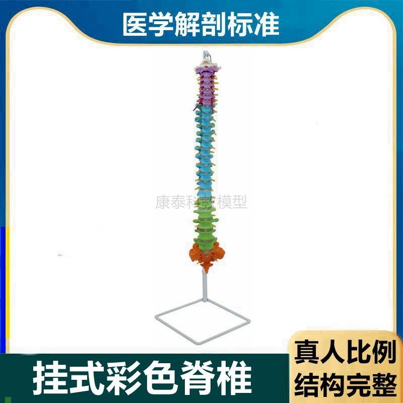 彩色脊椎模型1比1真人比例脊髓神经正骨J指压盲人瑜伽培训用康复