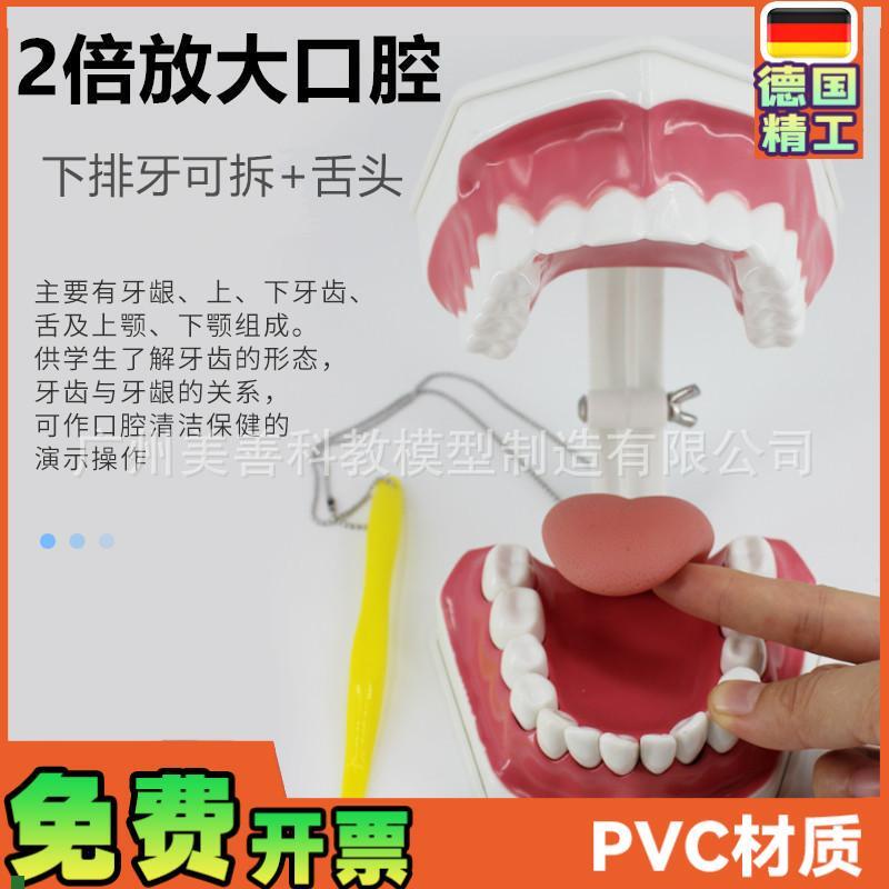 牙保健模型2倍口腔护理刷牙指导教学仪L器牙列牙齿儿童刷牙教具