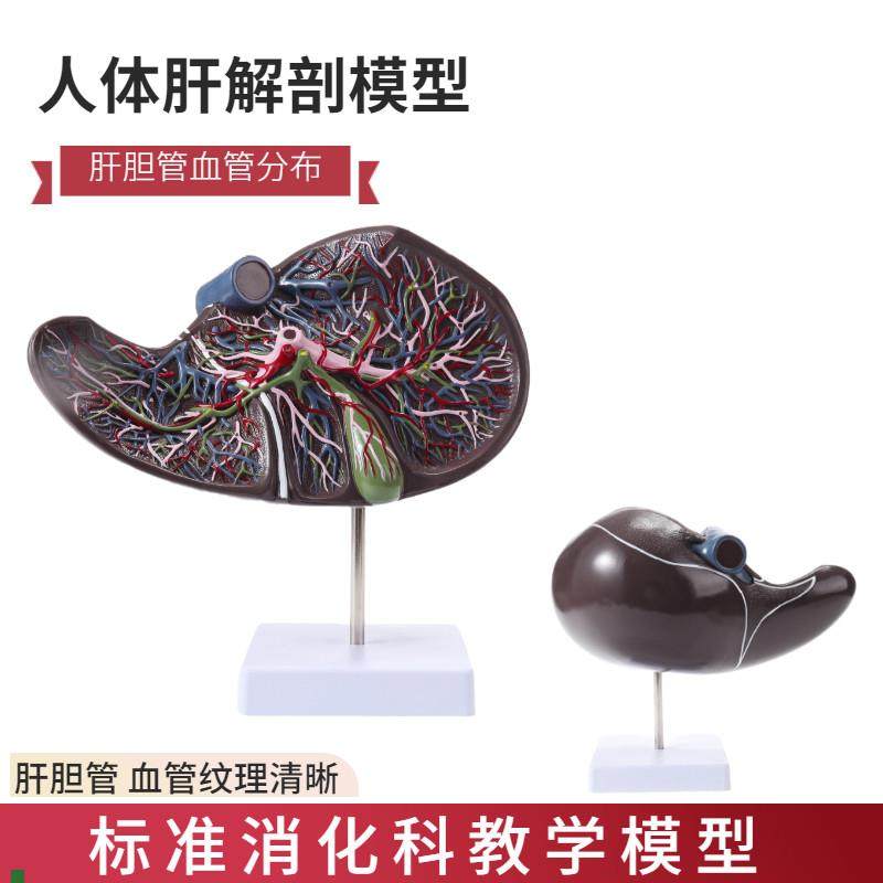 人体肝胆囊血管模型肝脏解剖模z型消化外肝胆科消化系内脏器官构