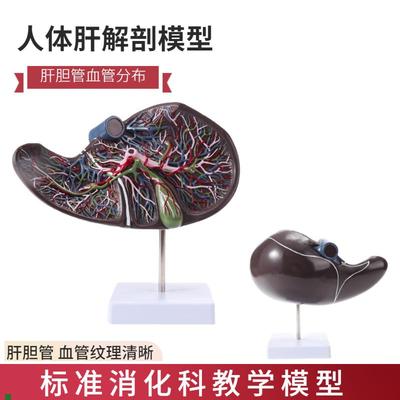 人体肝胆囊血管模型肝脏解剖模z型消化外肝胆科消化系内脏器官构