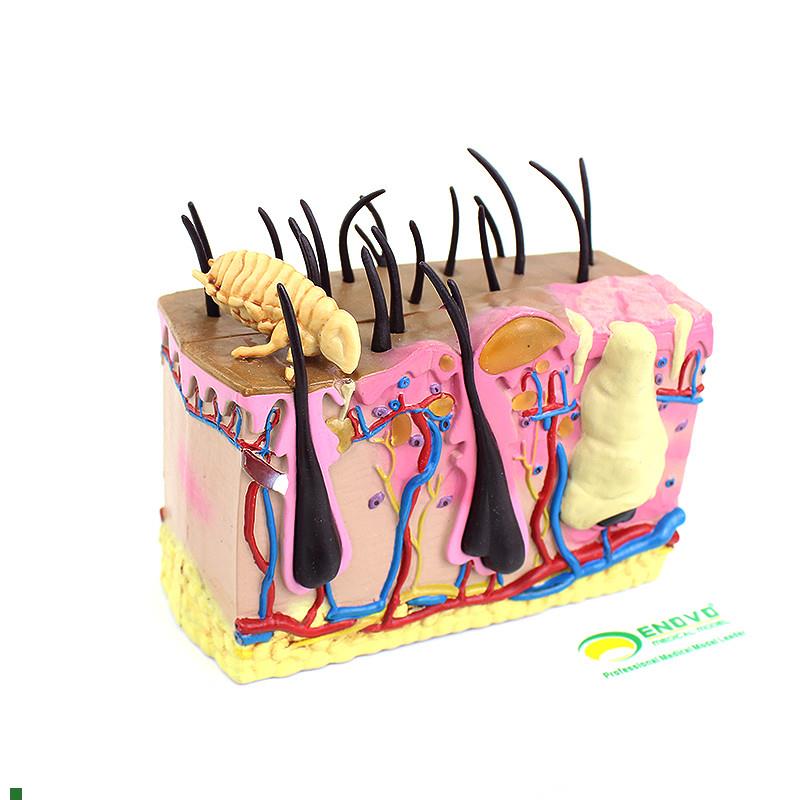 ENOVO颐诺狗皮肤模型犬跳蚤咬伤犬皮肤宠物狗皮U肤解剖模型犬皮