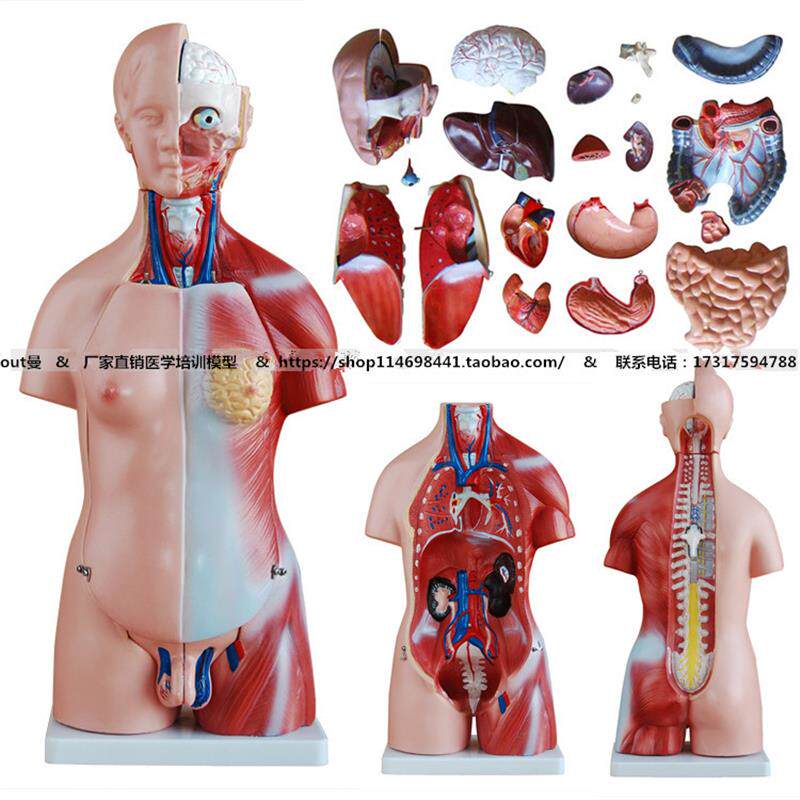 45CM两性躯干模型23s件解剖学器官结构人体内脏器官模型脏器模型