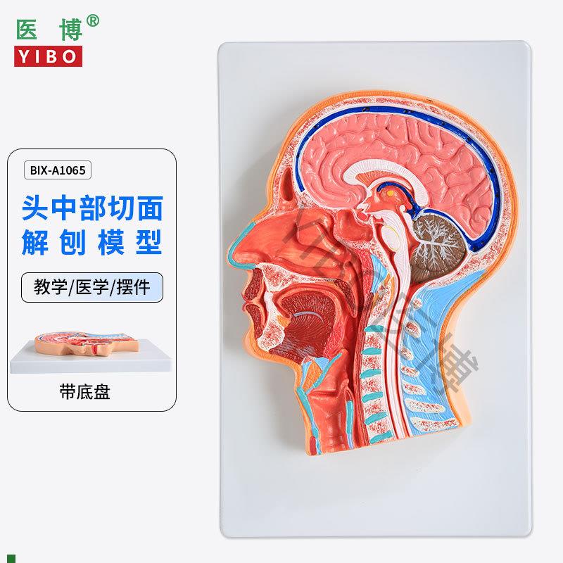 医博BIX-A1065人体头R部切面展示模型