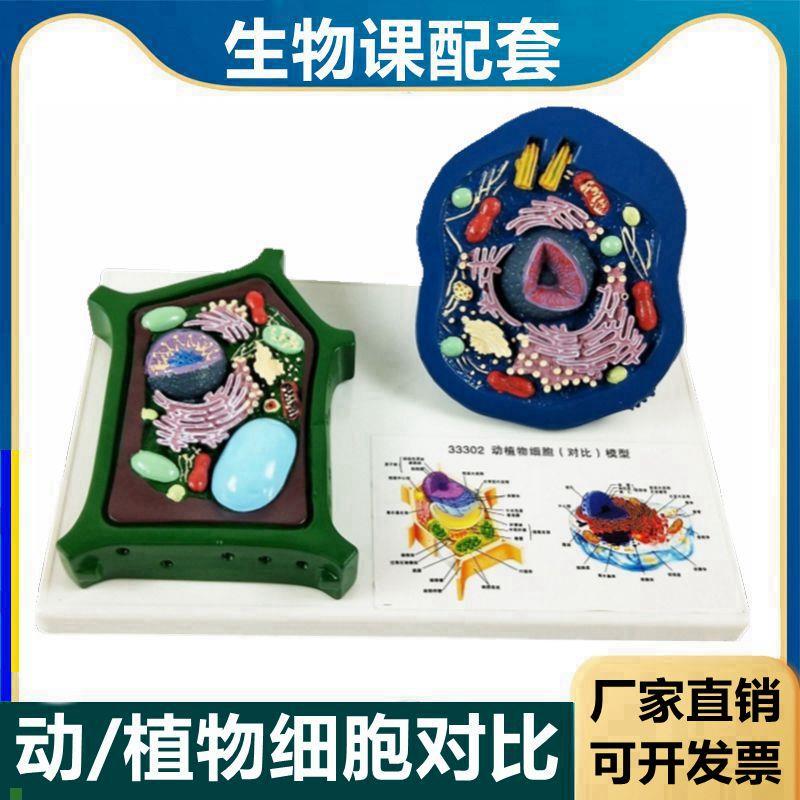植物细胞模型可拆卸细胞器叶绿体动植物细Q胞对比细胞膜结构