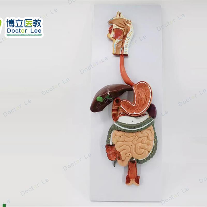 医学人体消化系统模型胃肝解剖模C型消化道内科模型专业解剖模型