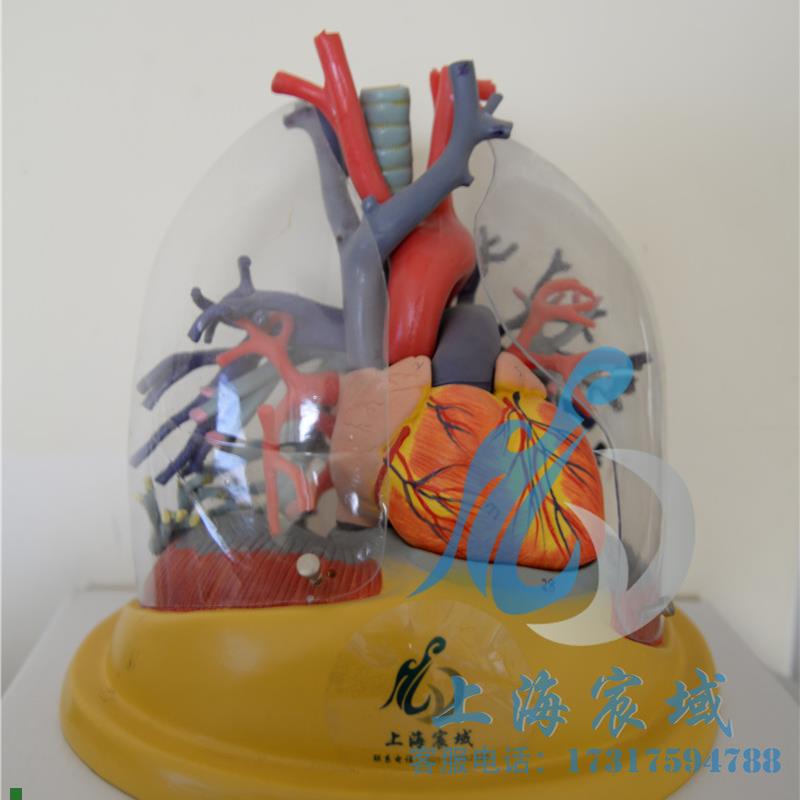 心脏模型大血管透明肺气管支气管树H连心脏模型透明肺段支气管