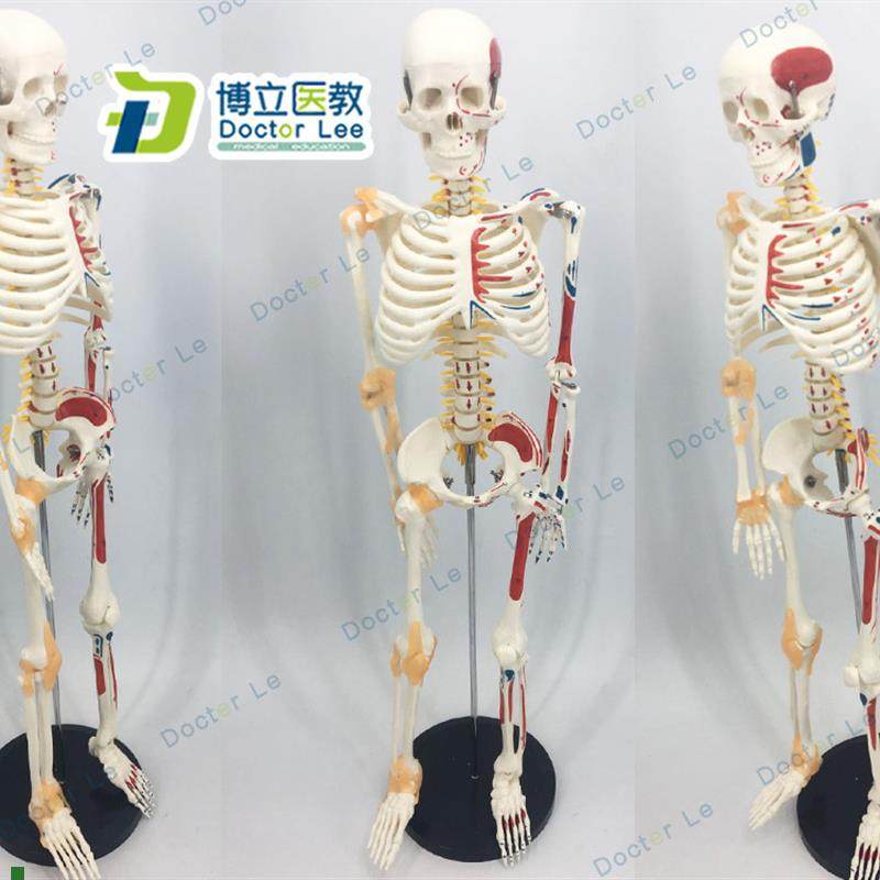 85cm人体骨骼模型可活动骨架标肌肉解剖脊椎骷髅小针Z刀正骨针灸