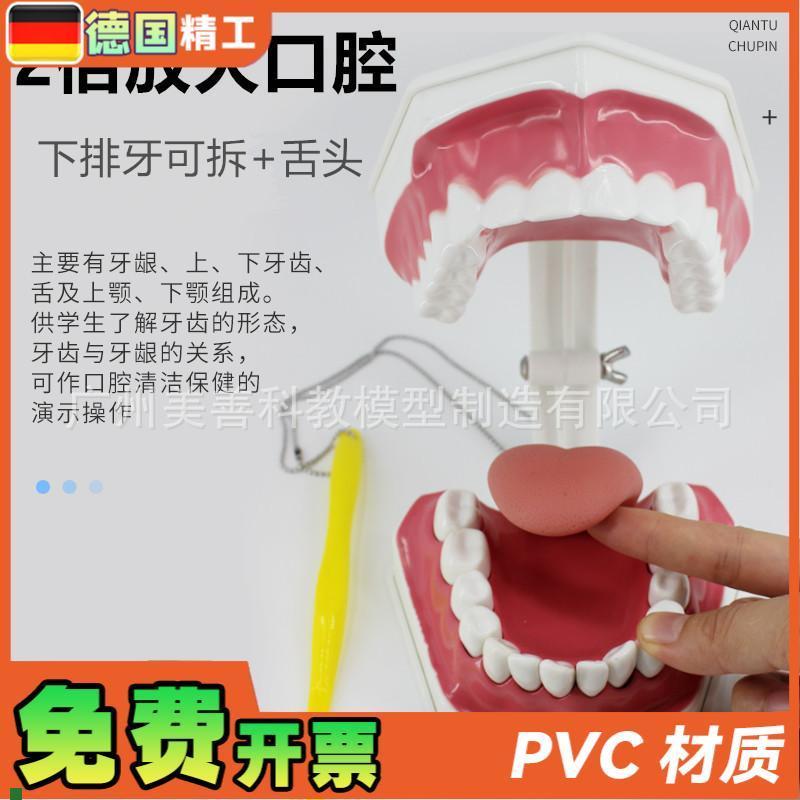 牙保健模型2倍口腔护理刷牙指导教学仪器牙列S牙齿儿童刷牙教具