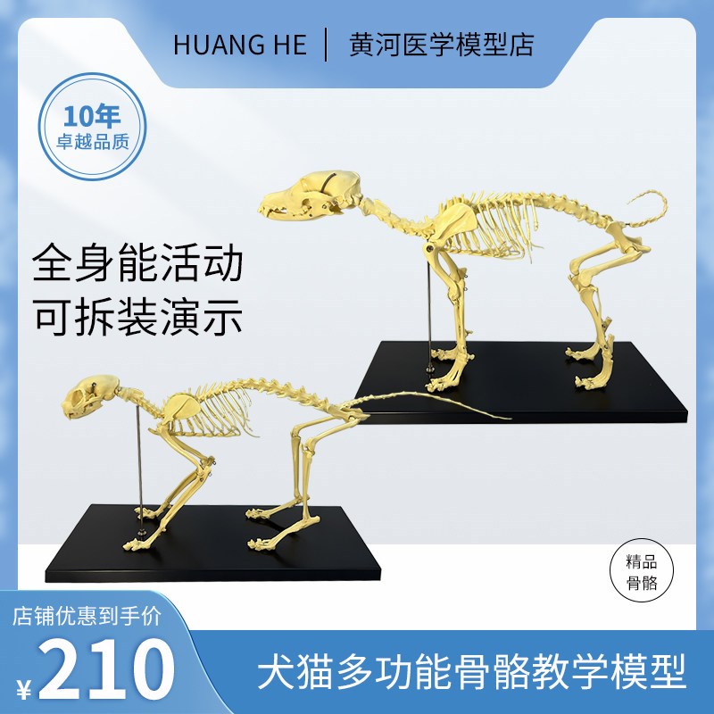 可拆装犬猫骨骼模型 适用兽医学院教学教具Q 宠物医院摆饰模型