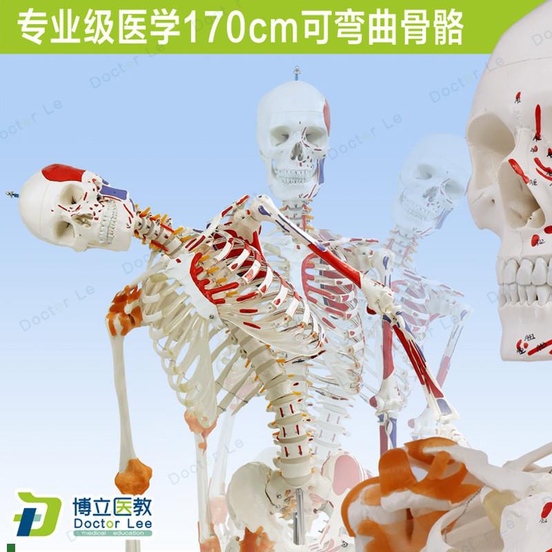 170cmc骨骼骨架模型韧带标肌肉起止可弯曲脊柱教学正骨健身房瑜伽