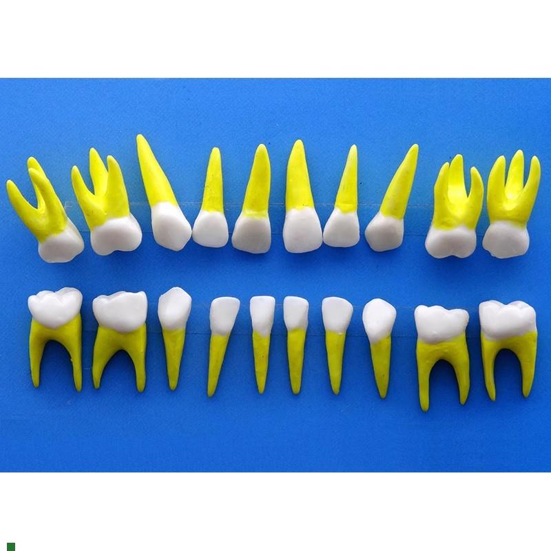 ENOVO颐诺乳牙p牙齿1:1模型乳牙牙列解剖结构模型