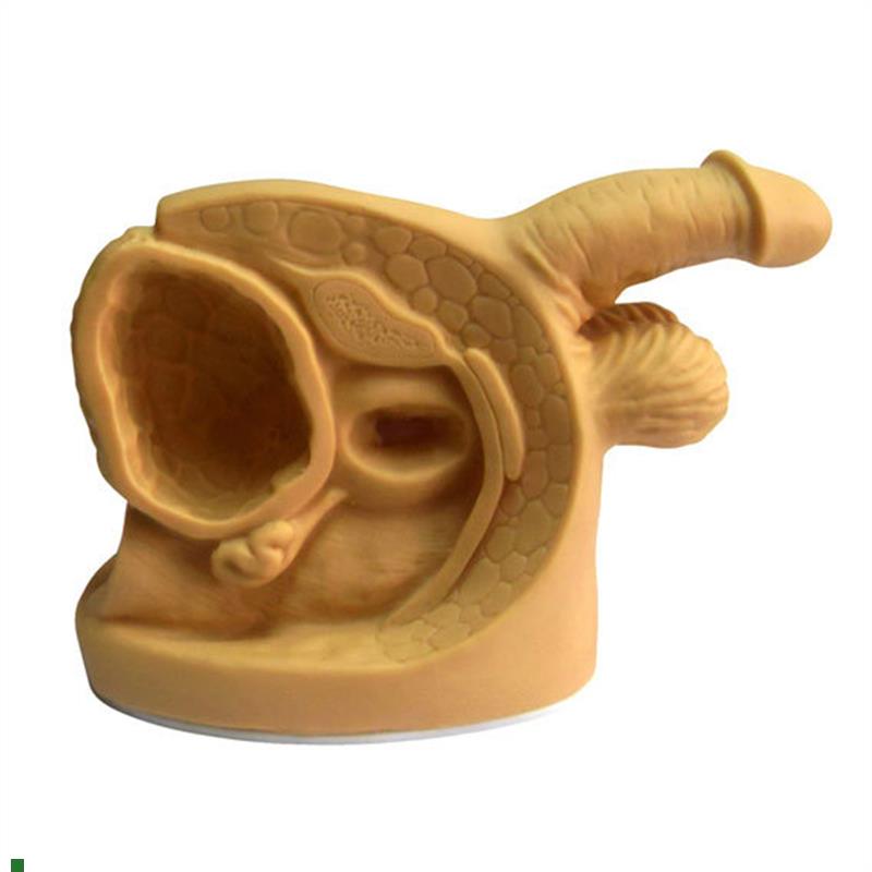 高级男性内外生殖器模型男性导尿模型医用导尿模型男Y性器官模型