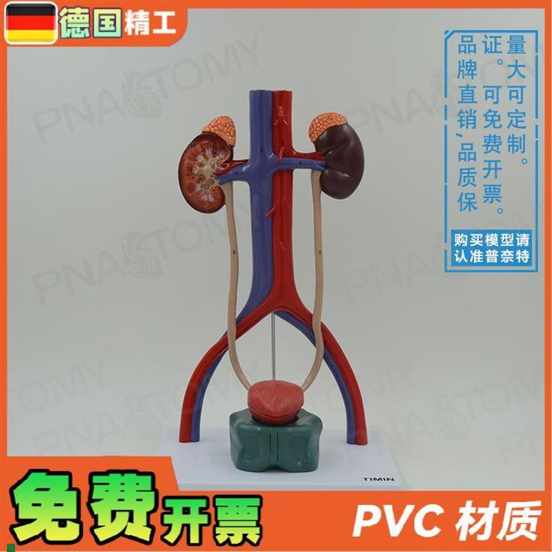 德国】人体膀胱肾k脏输尿管尿道泌尿生殖系统动静脉解剖模型泌尿
