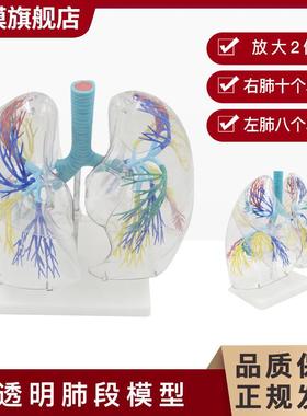沪模HM/XC330透明肺段模s型肺部解剖示教人体解剖学气管教具支气