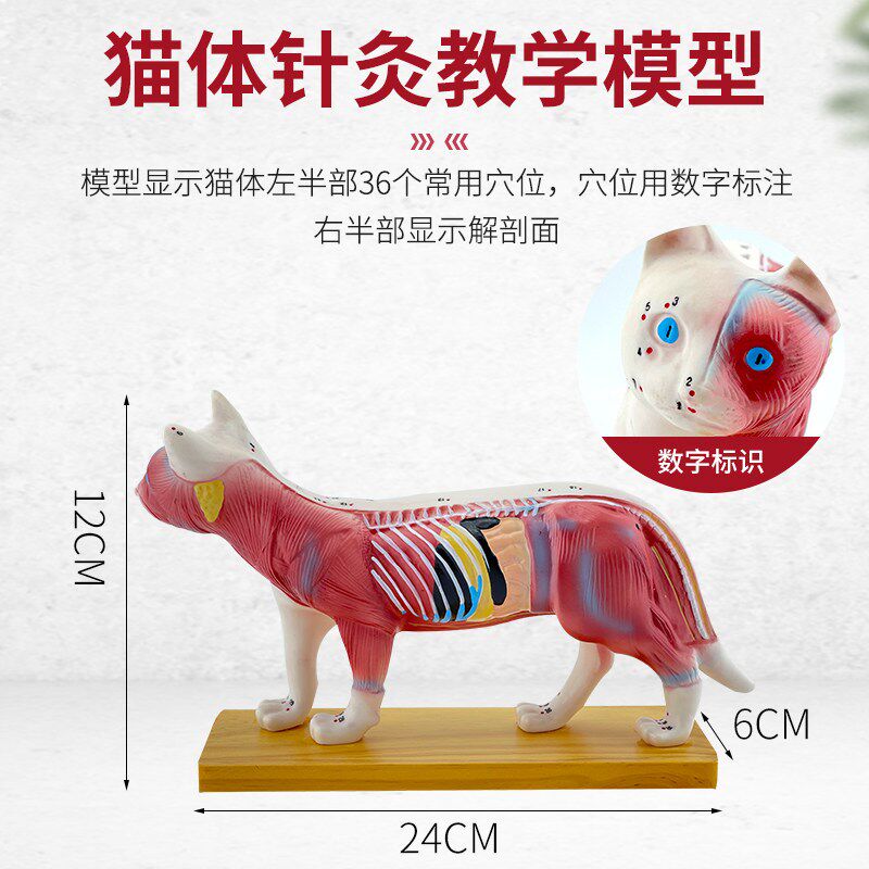 正品 猫体针灸模型 兽医学习动物解剖模型L 宠物模型动物针灸模型