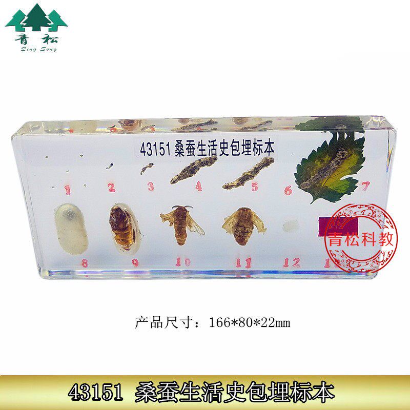 43151桑蚕生活史包埋标本 包埋标本 教学标本T 中小学生物标本