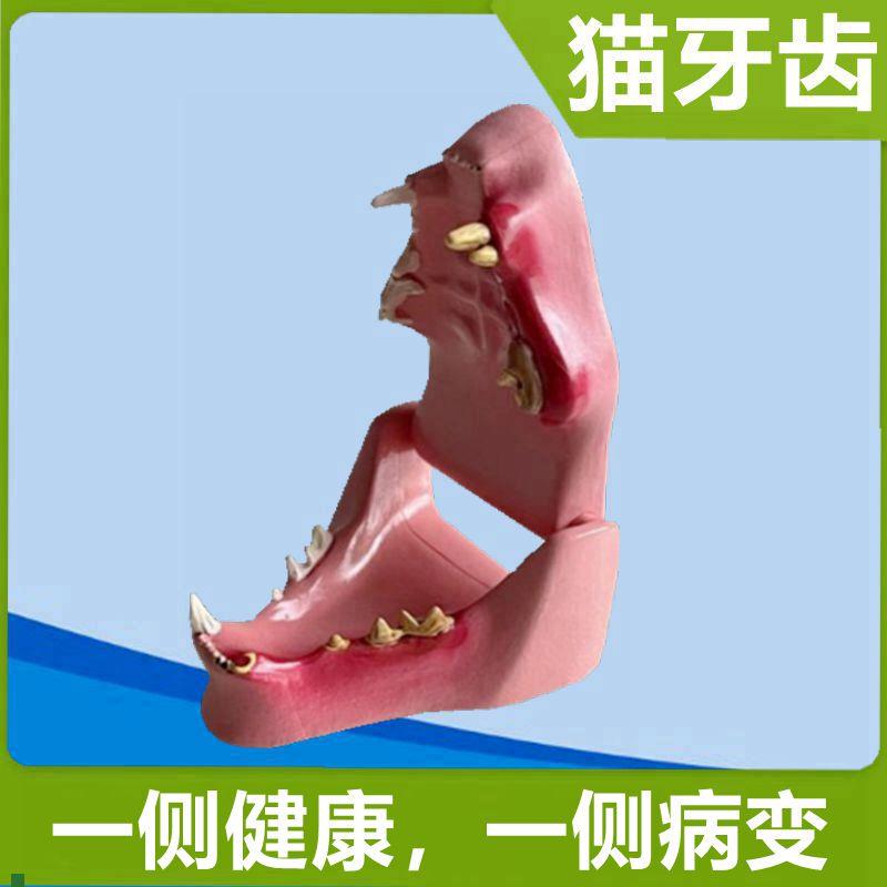 猫牙齿模型真实倒模仿真塑胶动物口腔牙龈病理兽医药X礼品猫科标