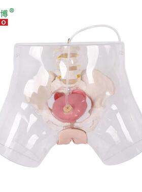 医博BIX-H4D高级透明女性导尿模型导尿D插管训练假人女性护理训练