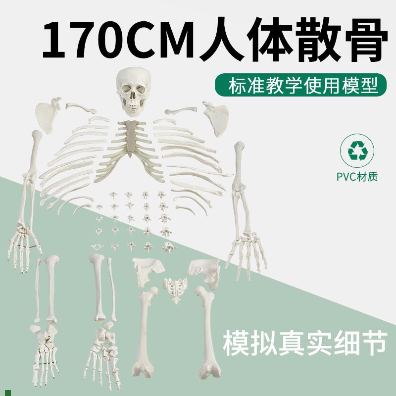 成人一比一比例仿真骨骼模型17x0CM人体骨骼全身散骨模型,骨骸模