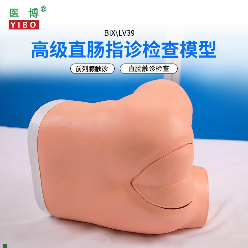 医博BIX-eLV39高级直肠指诊检查模型前列腺肛门息肉检查模型