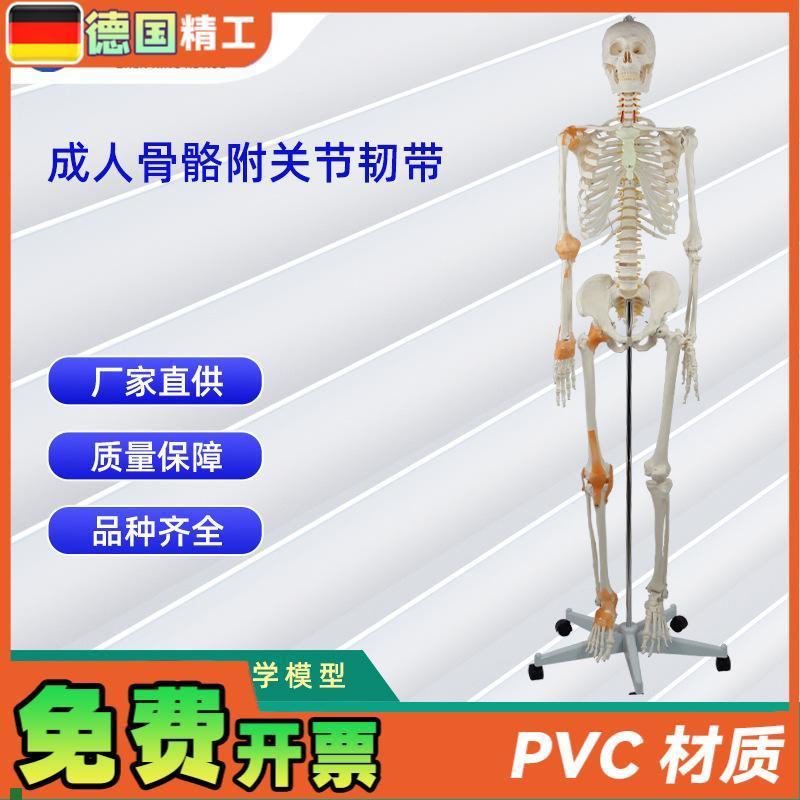 成人骨骼附关节韧b带模型医学教学器材实验演示模型